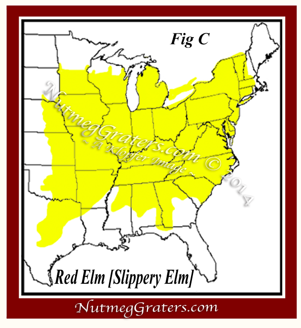 Red Elm - Slippery Elm in the U.S.A. 