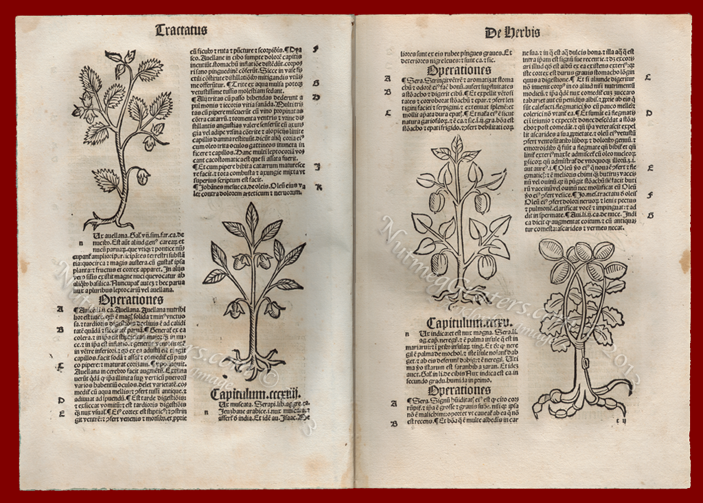 Graden of Health 1497 by Montagnana