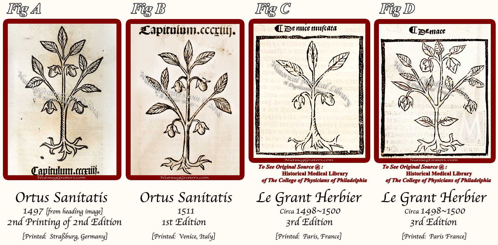 Visual comparison of nutmeg tree engravings circa 1500