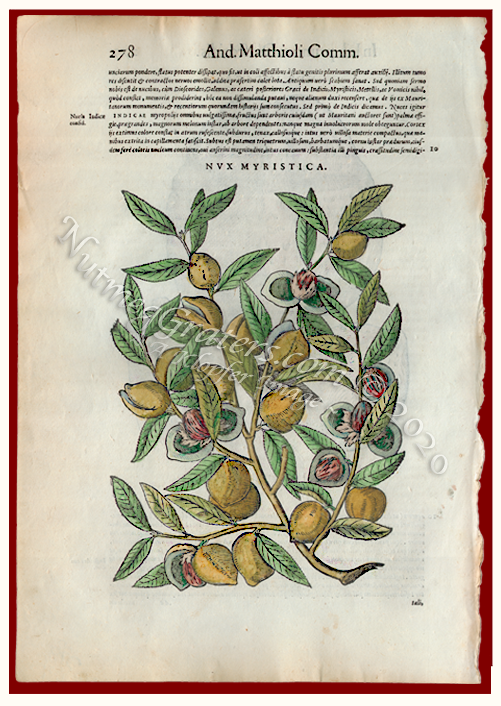 Nutmegs 1923 by Ward