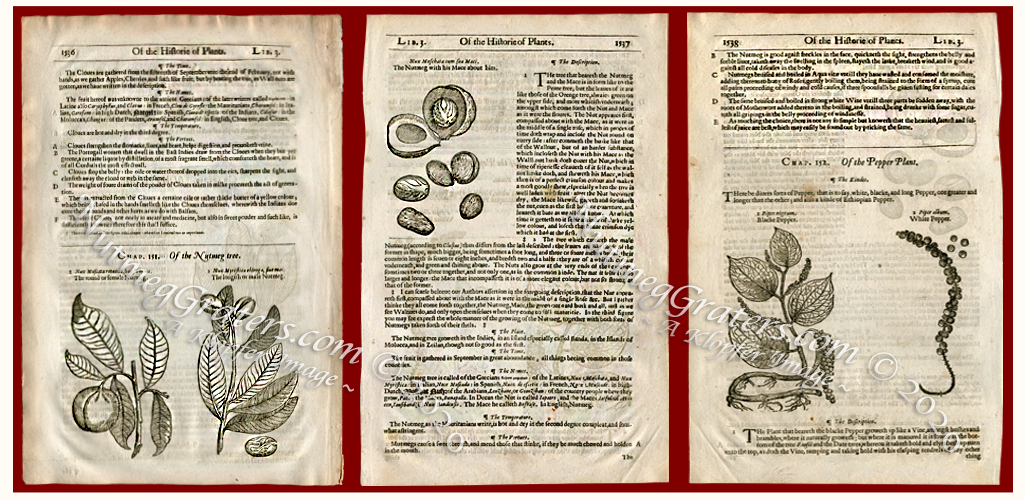 Of the Nutmeg tree 1636 By Gerard