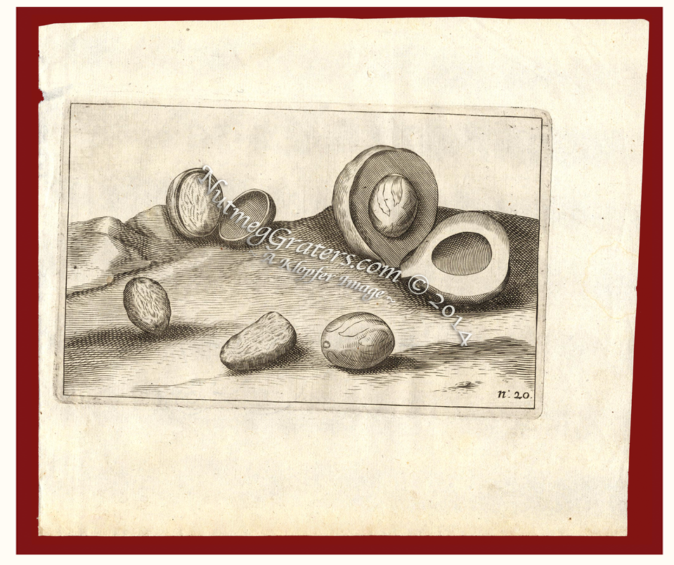 Nutmeg Print ~ 1646