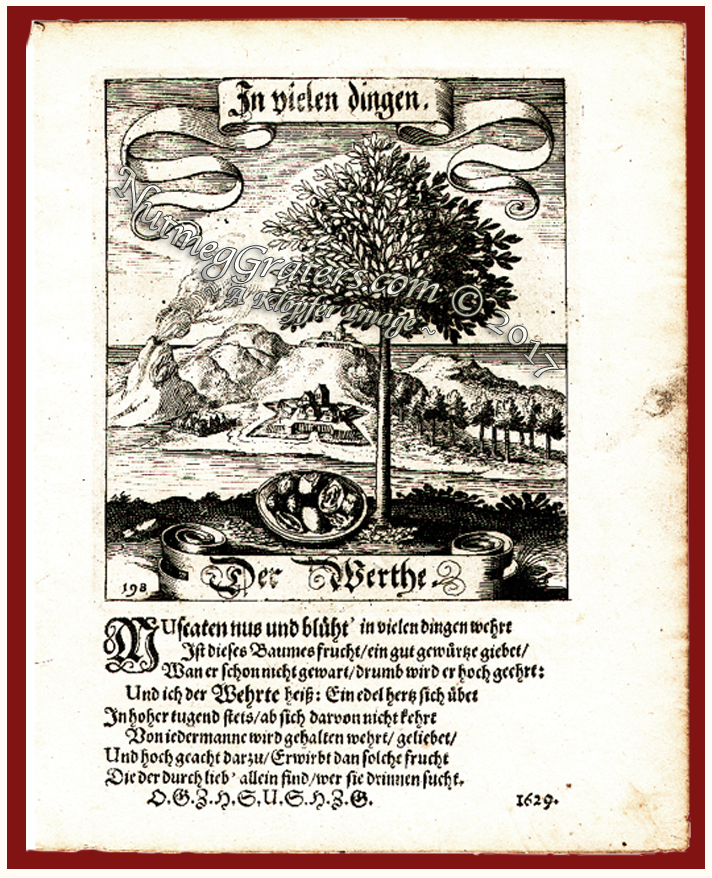 The Banda Islands ~ The Nutmeg Tree