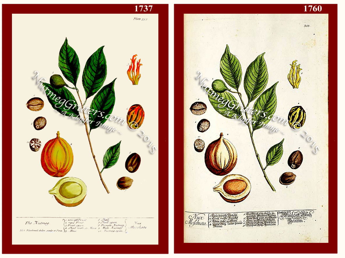 The Nutmeg Nux Moschata