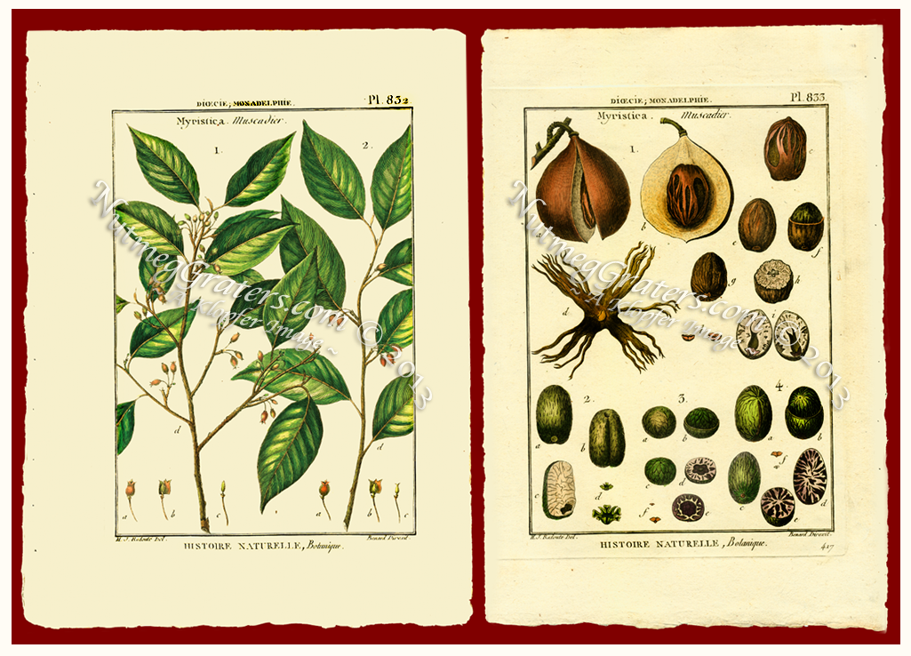 Myristic Mascadier 1791 By Lamarck