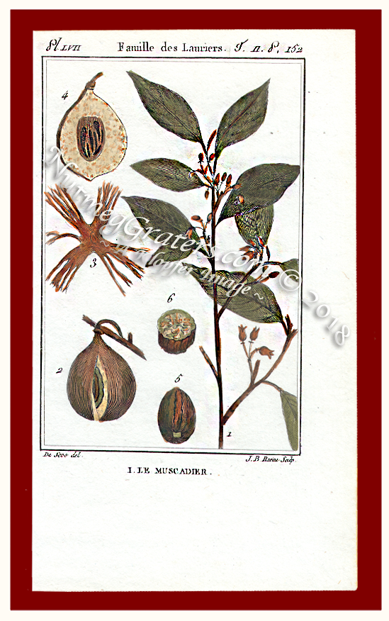 Le Muscadier Print 1806 by De Seve