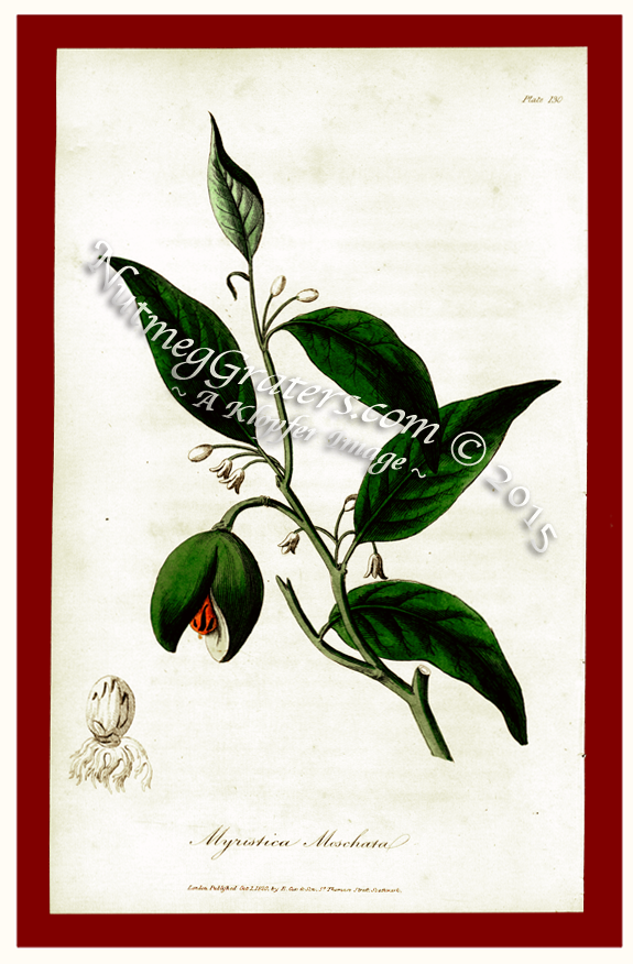 Myristica Moschata 1819 E. Cox & Son 