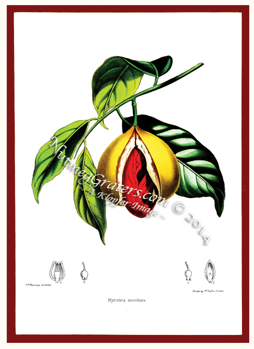 1850 Myristica Moschata by Rosenberg