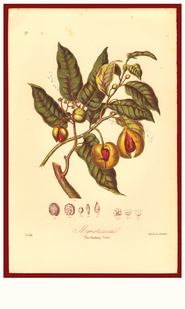 Myristicaceal The Nutmeg Tribe 1868 by Twining