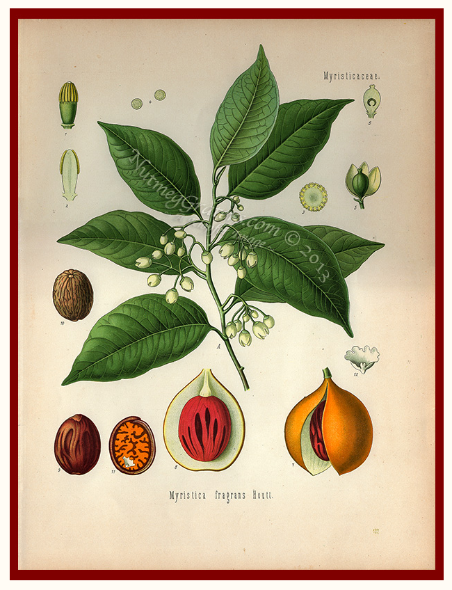 Myristica fragrans Houtt 1887 by Kohler