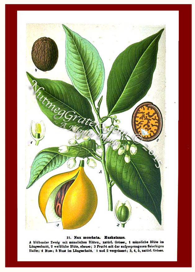 Nux moschata Muskatnuss 1901 Puhlmann