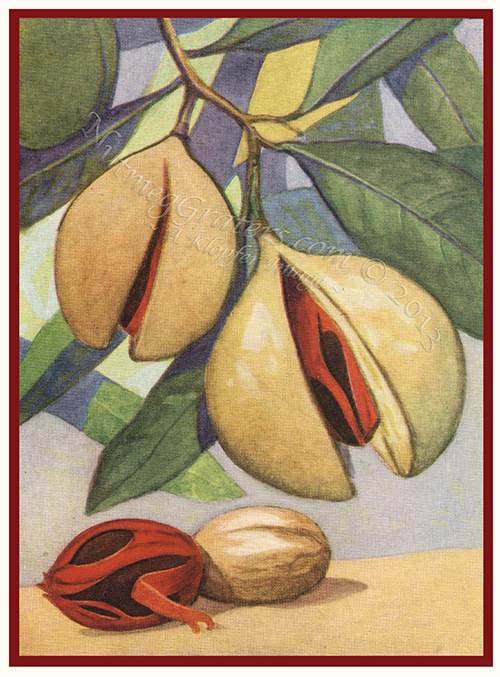 Nutmegs 1923 by Ward