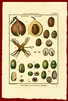 1791 Myristica Mascadier by Lamarck