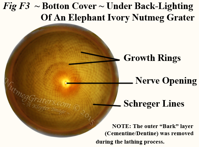 Cover Under Back-Lighting ~ Schreger Lines