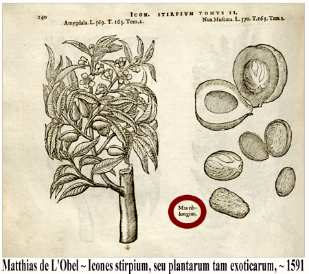 Nux Muscata. L. 570. T. 165. Tom 2 ~ L'Obel ~ 1581