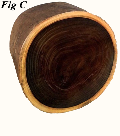 Cross Section Lignum Vitea Log